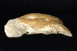 Pygope catulloi PICTET 1867 - Bild © FossNet FossilienStore